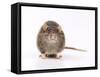 Norway Rat Facing-null-Framed Stretched Canvas