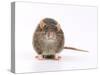 Norway Rat Facing-null-Stretched Canvas