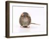 Norway Rat Facing-null-Framed Photographic Print