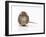 Norway Rat Facing-null-Framed Photographic Print