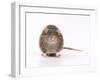 Norway Rat Facing-null-Framed Photographic Print