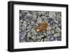 Norway, Ringebufjellet, Bilberry Bushes, Autumn-K. Schlierbach-Framed Photographic Print