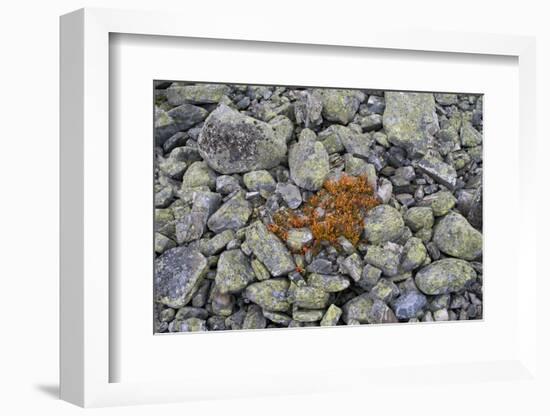 Norway, Ringebufjellet, Bilberry Bushes, Autumn-K. Schlierbach-Framed Photographic Print