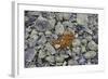 Norway, Ringebufjellet, Bilberry Bushes, Autumn-K. Schlierbach-Framed Photographic Print