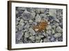 Norway, Ringebufjellet, Bilberry Bushes, Autumn-K. Schlierbach-Framed Photographic Print