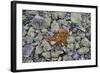 Norway, Ringebufjellet, Bilberry Bushes, Autumn-K. Schlierbach-Framed Photographic Print