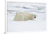 Norway, Spitsbergen. Adult Polar Bear Rests on the Summer Pack Ice-Steve Kazlowski-Framed Photographic Print