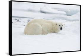 Norway, Spitsbergen. Adult Polar Bear Rests on the Summer Pack Ice-Steve Kazlowski-Framed Stretched Canvas