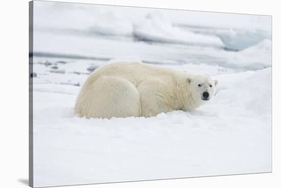 Norway, Spitsbergen. Adult Polar Bear Rests on the Summer Pack Ice-Steve Kazlowski-Stretched Canvas