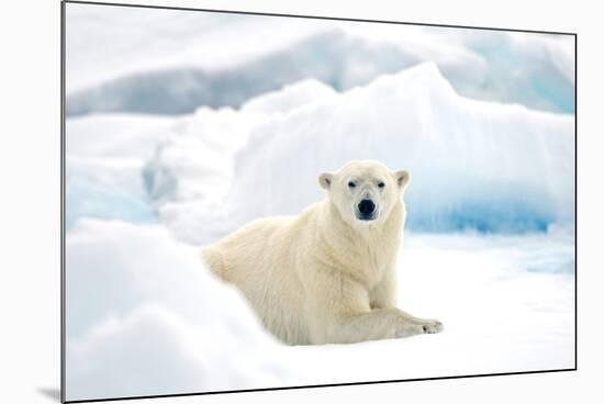 Norway, Spitsbergen. Adult Polar Bear Rests on the Summer Pack Ice-Steve Kazlowski-Mounted Photographic Print