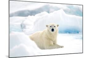 Norway, Spitsbergen. Adult Polar Bear Rests on the Summer Pack Ice-Steve Kazlowski-Mounted Photographic Print