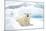 Norway, Spitsbergen. Adult Polar Bear Rests on the Summer Pack Ice-Steve Kazlowski-Mounted Photographic Print