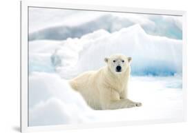 Norway, Spitsbergen. Adult Polar Bear Rests on the Summer Pack Ice-Steve Kazlowski-Framed Photographic Print