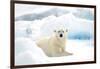 Norway, Spitsbergen. Adult Polar Bear Rests on the Summer Pack Ice-Steve Kazlowski-Framed Photographic Print