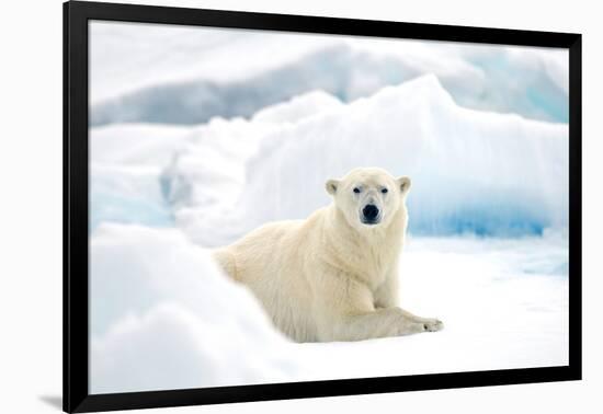 Norway, Spitsbergen. Adult Polar Bear Rests on the Summer Pack Ice-Steve Kazlowski-Framed Photographic Print