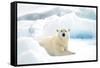 Norway, Spitsbergen. Adult Polar Bear Rests on the Summer Pack Ice-Steve Kazlowski-Framed Stretched Canvas