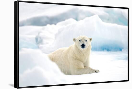 Norway, Spitsbergen. Adult Polar Bear Rests on the Summer Pack Ice-Steve Kazlowski-Framed Stretched Canvas
