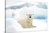 Norway, Spitsbergen. Adult Polar Bear Rests on the Summer Pack Ice-Steve Kazlowski-Stretched Canvas
