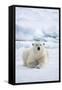 Norway, Spitsbergen. Adult Polar Bear Rests on the Summer Pack Ice-Steve Kazlowski-Framed Stretched Canvas