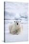 Norway, Spitsbergen. Adult Polar Bear Rests on the Summer Pack Ice-Steve Kazlowski-Stretched Canvas