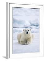 Norway, Spitsbergen. Adult Polar Bear Rests on the Summer Pack Ice-Steve Kazlowski-Framed Photographic Print