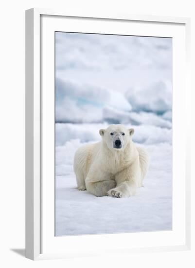 Norway, Spitsbergen. Adult Polar Bear Rests on the Summer Pack Ice-Steve Kazlowski-Framed Photographic Print