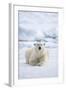 Norway, Spitsbergen. Adult Polar Bear Rests on the Summer Pack Ice-Steve Kazlowski-Framed Photographic Print