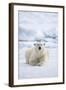 Norway, Spitsbergen. Adult Polar Bear Rests on the Summer Pack Ice-Steve Kazlowski-Framed Photographic Print