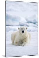 Norway, Spitsbergen. Adult Polar Bear Rests on the Summer Pack Ice-Steve Kazlowski-Mounted Photographic Print