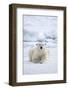 Norway, Spitsbergen. Adult Polar Bear Rests on the Summer Pack Ice-Steve Kazlowski-Framed Photographic Print