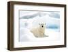 Norway, Spitsbergen. Adult Polar Bear Rests on the Summer Pack Ice-Steve Kazlowski-Framed Photographic Print