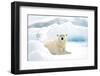 Norway, Spitsbergen. Adult Polar Bear Rests on the Summer Pack Ice-Steve Kazlowski-Framed Photographic Print