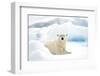 Norway, Spitsbergen. Adult Polar Bear Rests on the Summer Pack Ice-Steve Kazlowski-Framed Photographic Print