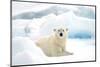 Norway, Spitsbergen. Adult Polar Bear Rests on the Summer Pack Ice-Steve Kazlowski-Mounted Photographic Print