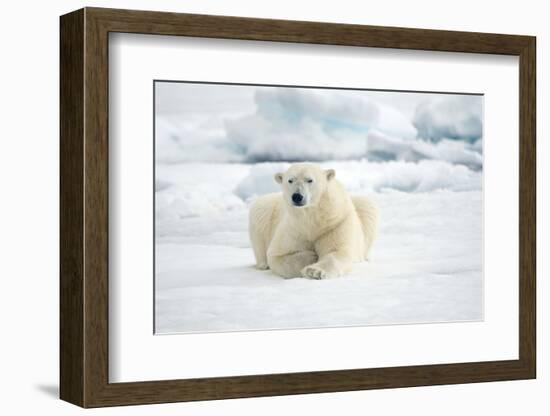 Norway, Spitsbergen. Adult Polar Bear Rests on the Summer Pack Ice-Steve Kazlowski-Framed Photographic Print