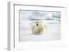 Norway, Spitsbergen. Adult Polar Bear Rests on the Summer Pack Ice-Steve Kazlowski-Framed Photographic Print