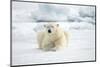 Norway, Spitsbergen. Adult Polar Bear Rests on the Summer Pack Ice-Steve Kazlowski-Mounted Photographic Print