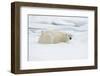 Norway, Spitsbergen. Adult Polar Bear Rests on the Summer Pack Ice-Steve Kazlowski-Framed Photographic Print