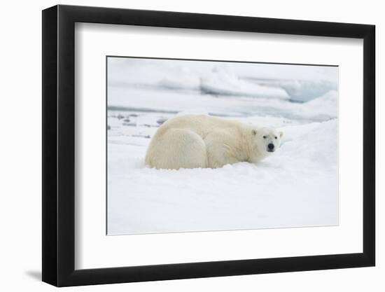 Norway, Spitsbergen. Adult Polar Bear Rests on the Summer Pack Ice-Steve Kazlowski-Framed Photographic Print