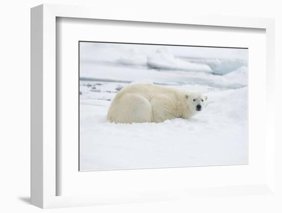 Norway, Spitsbergen. Adult Polar Bear Rests on the Summer Pack Ice-Steve Kazlowski-Framed Photographic Print