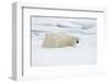 Norway, Spitsbergen. Adult Polar Bear Rests on the Summer Pack Ice-Steve Kazlowski-Framed Photographic Print