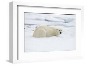 Norway, Spitsbergen. Adult Polar Bear Rests on the Summer Pack Ice-Steve Kazlowski-Framed Photographic Print