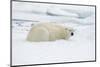 Norway, Spitsbergen. Adult Polar Bear Rests on the Summer Pack Ice-Steve Kazlowski-Mounted Photographic Print