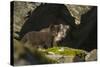 Norway, Spitsbergen. Arctic Fox Kits in Blue Phase Outside their Den-Steve Kazlowski-Stretched Canvas