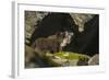 Norway, Spitsbergen. Arctic Fox Kits in Blue Phase Outside their Den-Steve Kazlowski-Framed Photographic Print