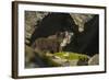 Norway, Spitsbergen. Arctic Fox Kits in Blue Phase Outside their Den-Steve Kazlowski-Framed Photographic Print