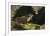 Norway, Spitsbergen. Arctic Fox Kits in Blue Phase Outside their Den-Steve Kazlowski-Framed Photographic Print