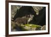 Norway, Spitsbergen. Arctic Fox Kits in Blue Phase Outside their Den-Steve Kazlowski-Framed Photographic Print