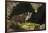 Norway, Spitsbergen. Arctic Fox Kits in Blue Phase Outside their Den-Steve Kazlowski-Framed Photographic Print