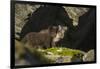 Norway, Spitsbergen. Arctic Fox Kits in Blue Phase Outside their Den-Steve Kazlowski-Framed Photographic Print